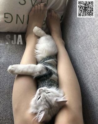 风流的小痍子3_高清手机免费观看完整